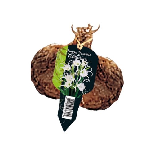 Baltus Ismene Festalis Zwanenburg Los