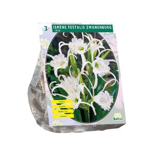 Baltus Ismene Festalis Zwanenburg per 3