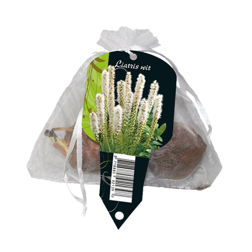 Baltus Liatris Floristan, Wit (5 in Organza met etiket)