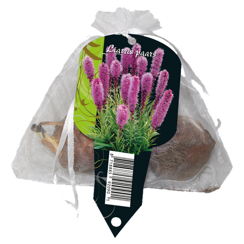 Baltus Liatris Spicata, Paars (5 in Organza met etiket)