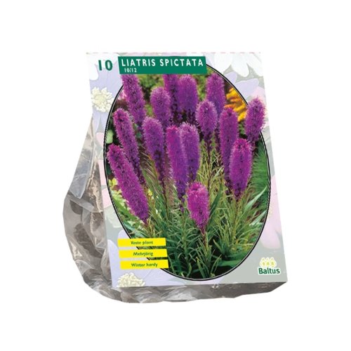 Baltus Liatris Spicata, Paars per 10