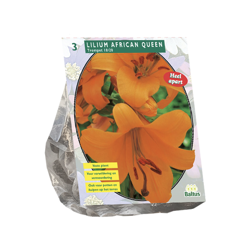 Baltus Lilium African Queen per 3