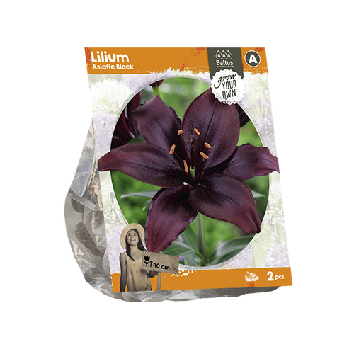 Baltus Lilium Asiatic Black (SP) per 2