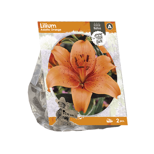 Baltus Lilium Asiatic Orange (SP) per 2