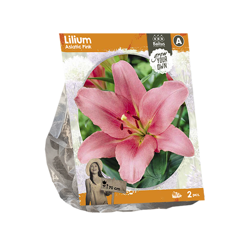 Baltus Lilium Asiatic Pink (SP) per 2
