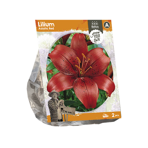 Baltus Lilium Asiatic Red (SP) per 2