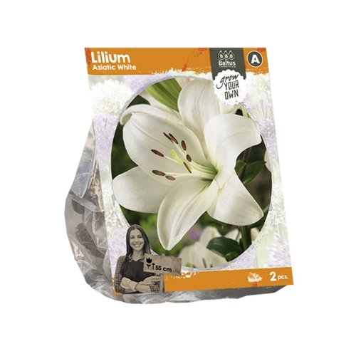 Baltus Lilium Asiatic White (SP) per 2