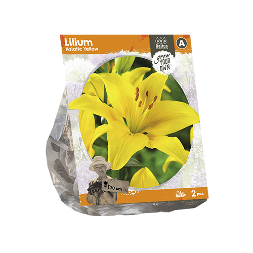 Baltus Lilium Asiatic Yellow (SP) per 2
