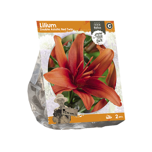 Baltus Lilium Double Asiatic Red Twin (SP) per 2