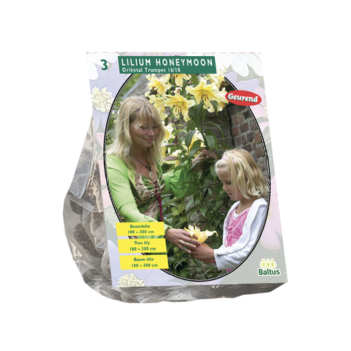 Baltus Lilium Honeymoon (Boomlelie) per 3
