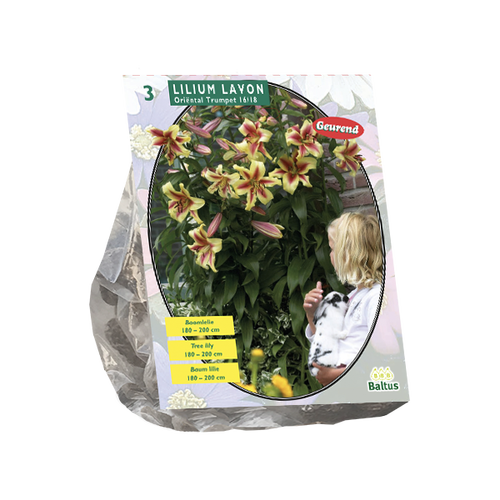 Baltus Lilium Lavon (Boomlelie) per 3