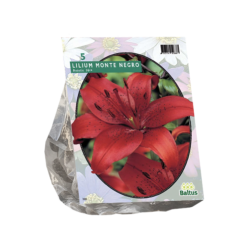 Baltus Lilium Monte Negro per 5