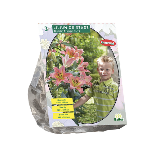 Baltus Lilium On Stage (Boomlelie) per 3