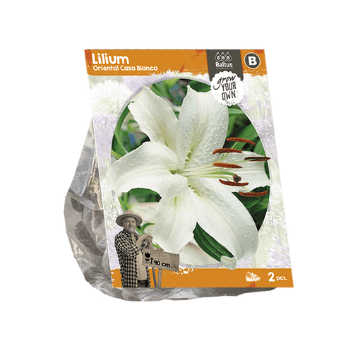 Baltus Lilium Oriental Casa Blanca (SP) per 2