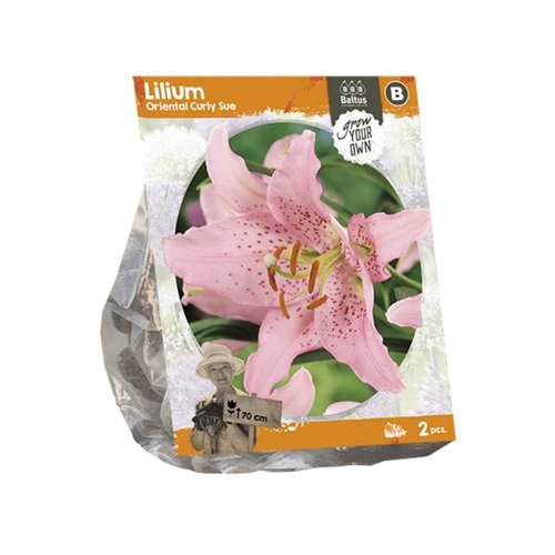 Baltus Lilium Oriental Curly Sue (SP) per 2
