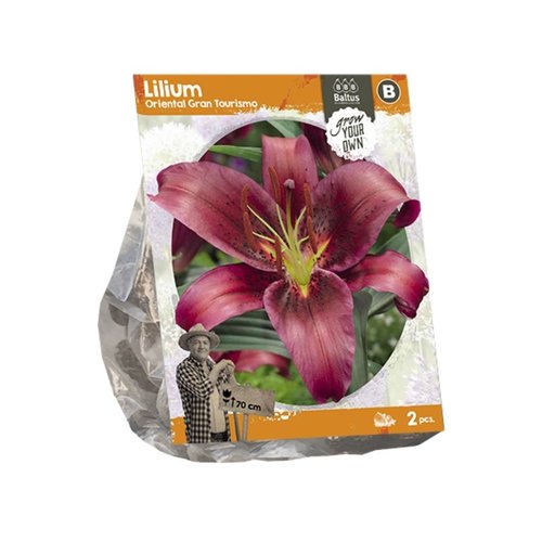 Baltus Lilium Oriental Gran Tourismo (SP) per 2