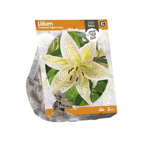 Baltus Lilium Oriental Tigermoon (SP) per 2