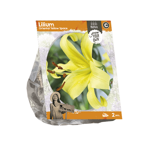 Baltus Lilium Oriental Yellow Space (SP) per 2