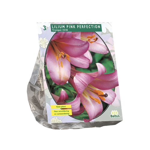 Baltus Lilium Pink Perfection per 3