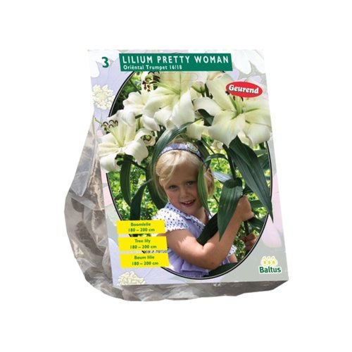 Baltus Lilium Pretty Woman (Boomlelie) per 3