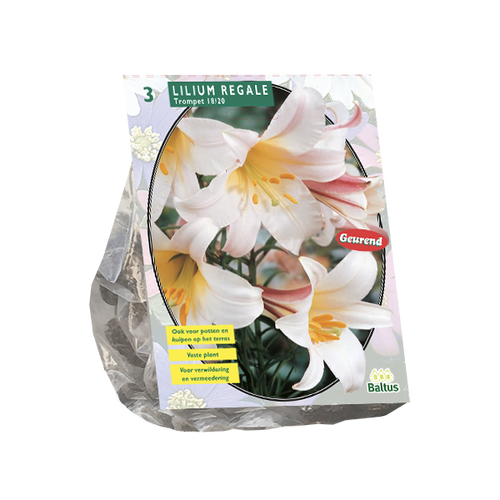 Baltus Lilium Regale per 3