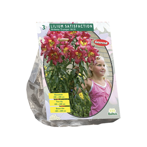 Baltus Lilium Satisfaction (Boomlelie) per 3