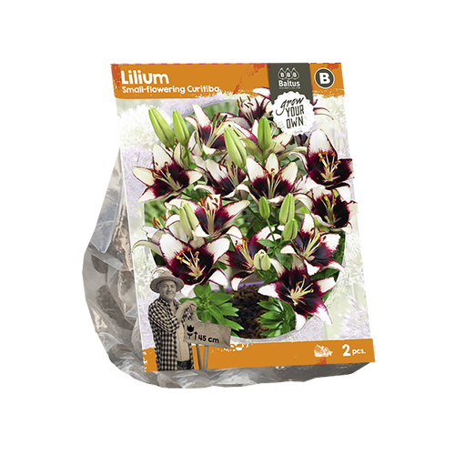 Baltus Lilium Small-flowering Curitiba (SP) per 2