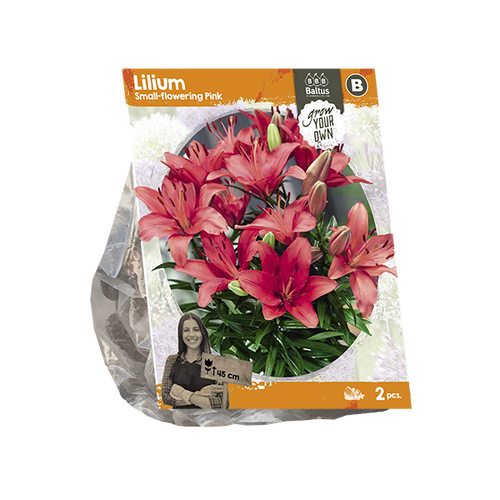 Baltus Lilium Small-flowering Pink (SP) per 2