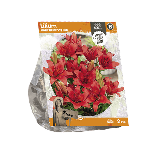 Baltus Lilium Small-flowering Red (SP) per 2