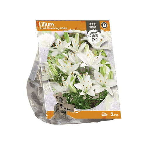 Baltus Lilium Small-flowering White (SP) per 2