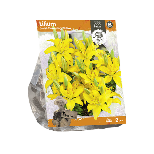 Baltus Lilium Small-flowering Yellow (SP) per 2