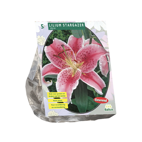 Baltus Lilium Stargazer per 5