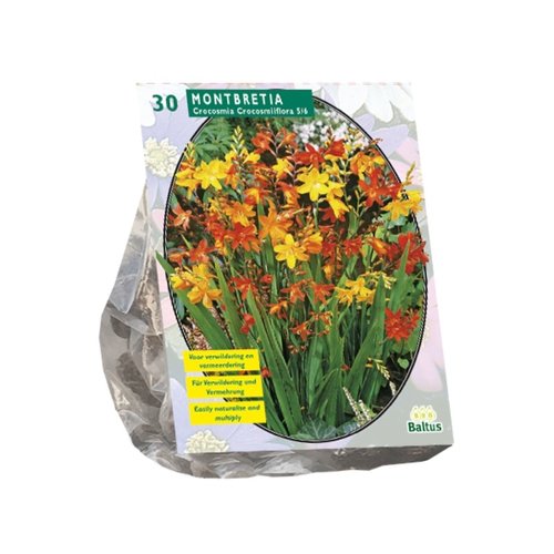 Baltus Montbretia per 30