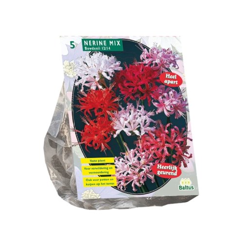 Baltus Nerine Bowdenii, Mix per 5