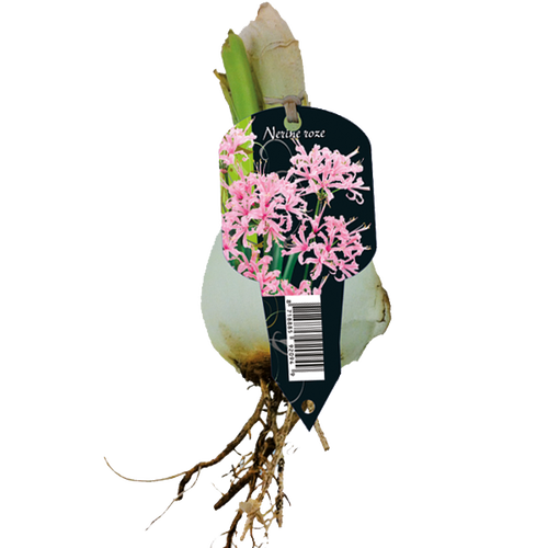 Baltus Nerine Bowdenii, Roze (3 in Organza met etiket)