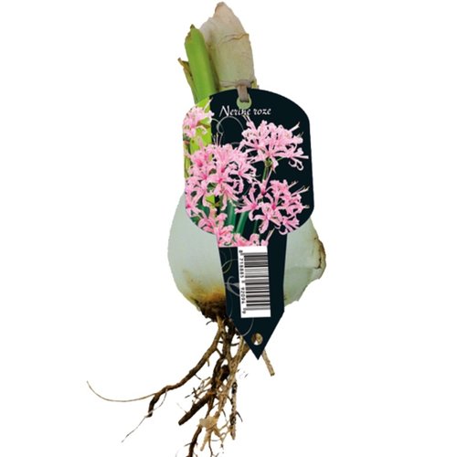 Baltus Nerine Bowdenii Roze