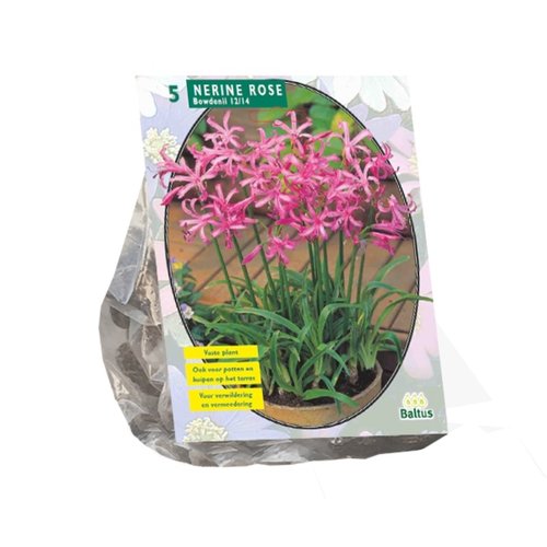 Baltus Nerine Bowdenii, Roze per 5