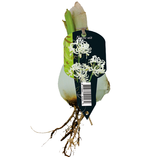 Baltus Nerine Bowdenii, Wit (3 in Organza met etiket)