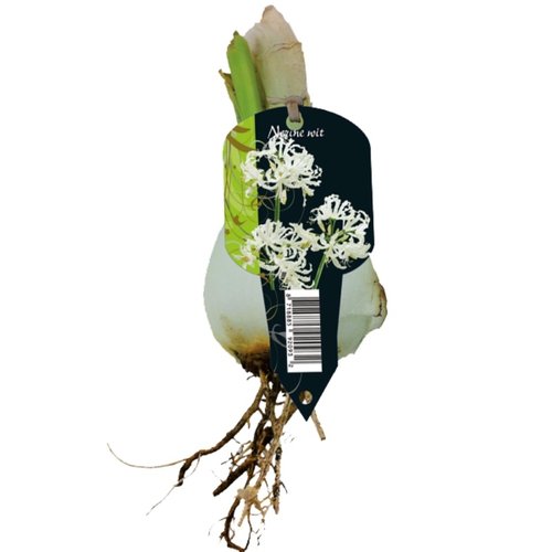 Baltus Nerine Bowdenii Wit