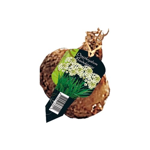 Baltus Ornithogalum Saundersiae