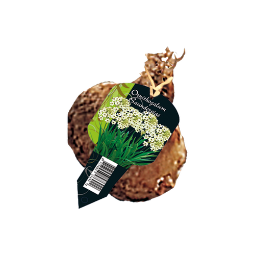Baltus Ornithogalum Saundersiae (Organza met etiket)