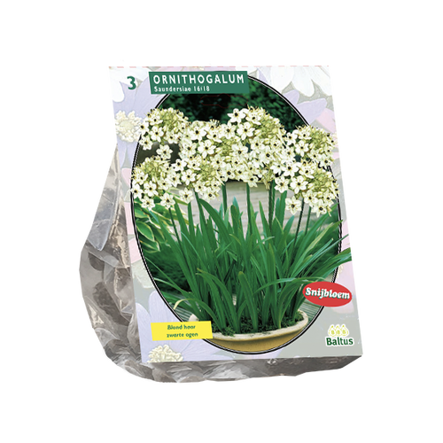 Baltus Ornithogalum Saundersiae per 3