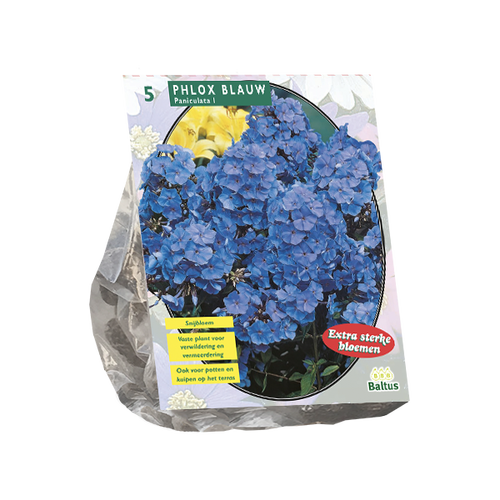 Baltus Phlox, Blauw per 5