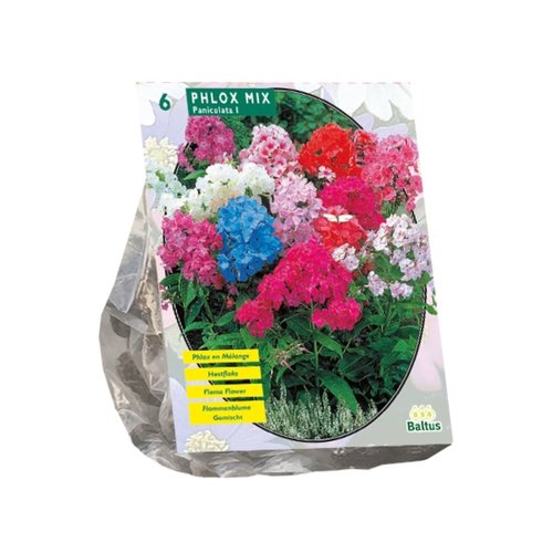 Baltus Phlox, Mix per 6