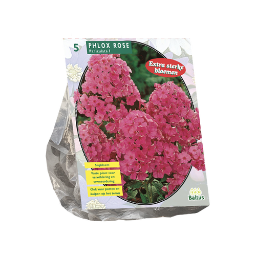 Baltus Phlox, Roze per 5