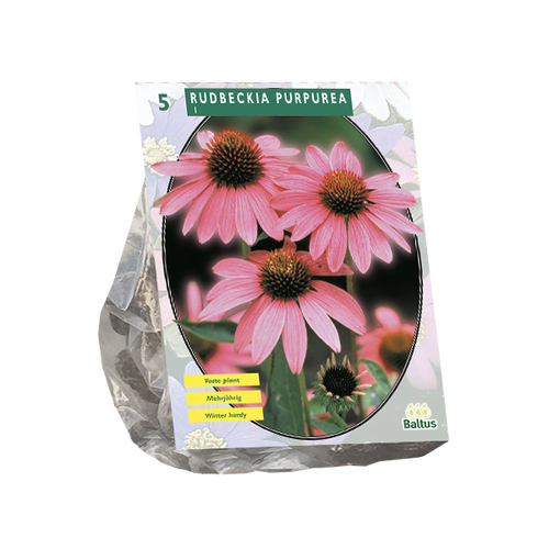 Baltus Rudbeckia Purpurea per 5