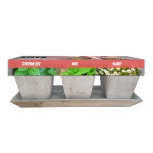 Baltus Steengoed - Herbs per 3