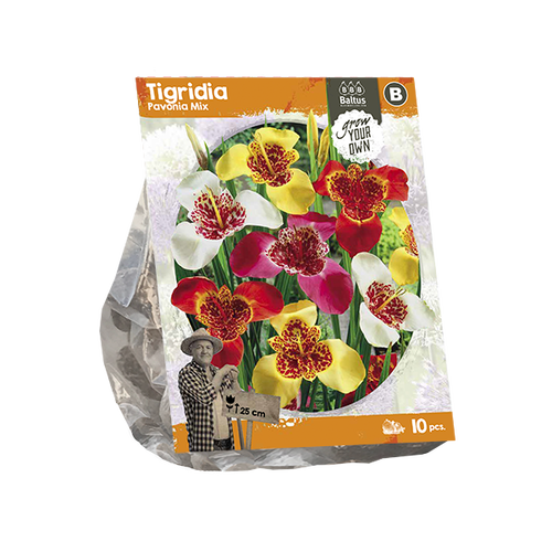 Baltus Tigridia Pavonia Mix (SP) per 10