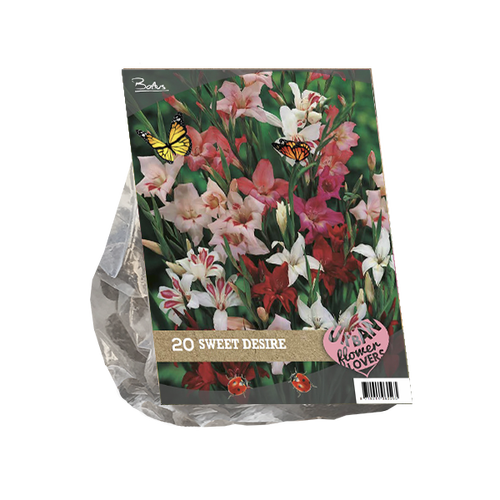 Baltus Urban Flowers - Sweet Desire per 20