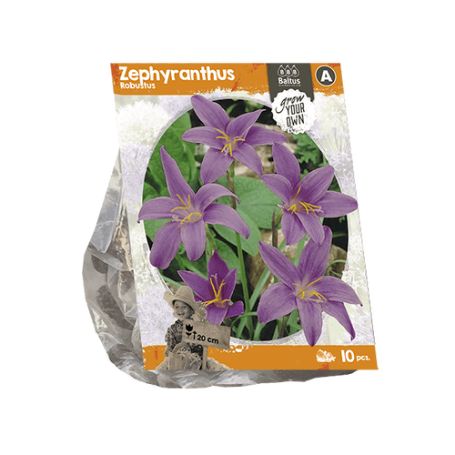 Baltus Zephyranthus Robustus (SP) per 10